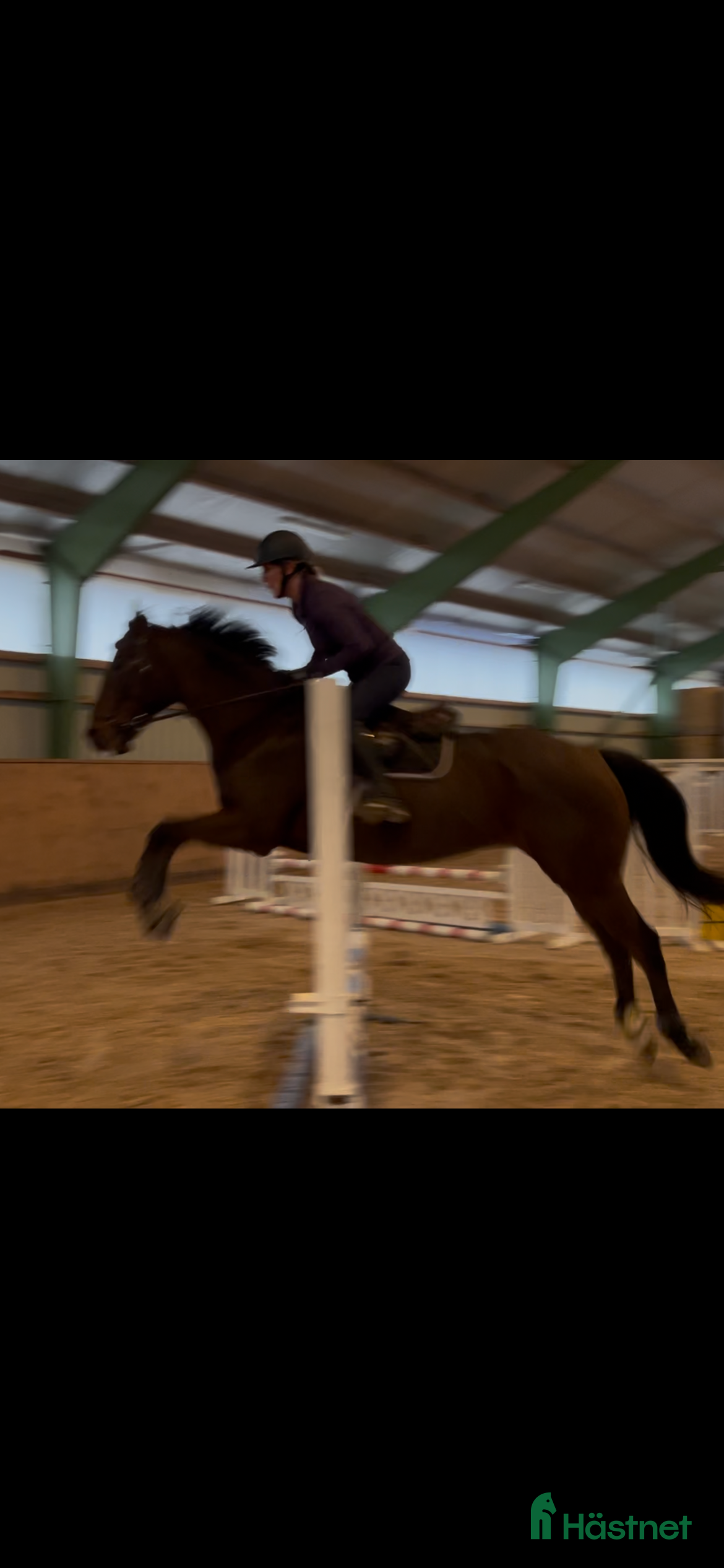  hästar SÅLD!Underbar unghäst med ett toppen psyke! i Höör - Annons 5