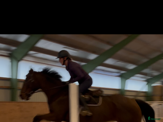 hästar SÅLD!Underbar unghäst med ett toppen psyke! i Höör - Annons 8