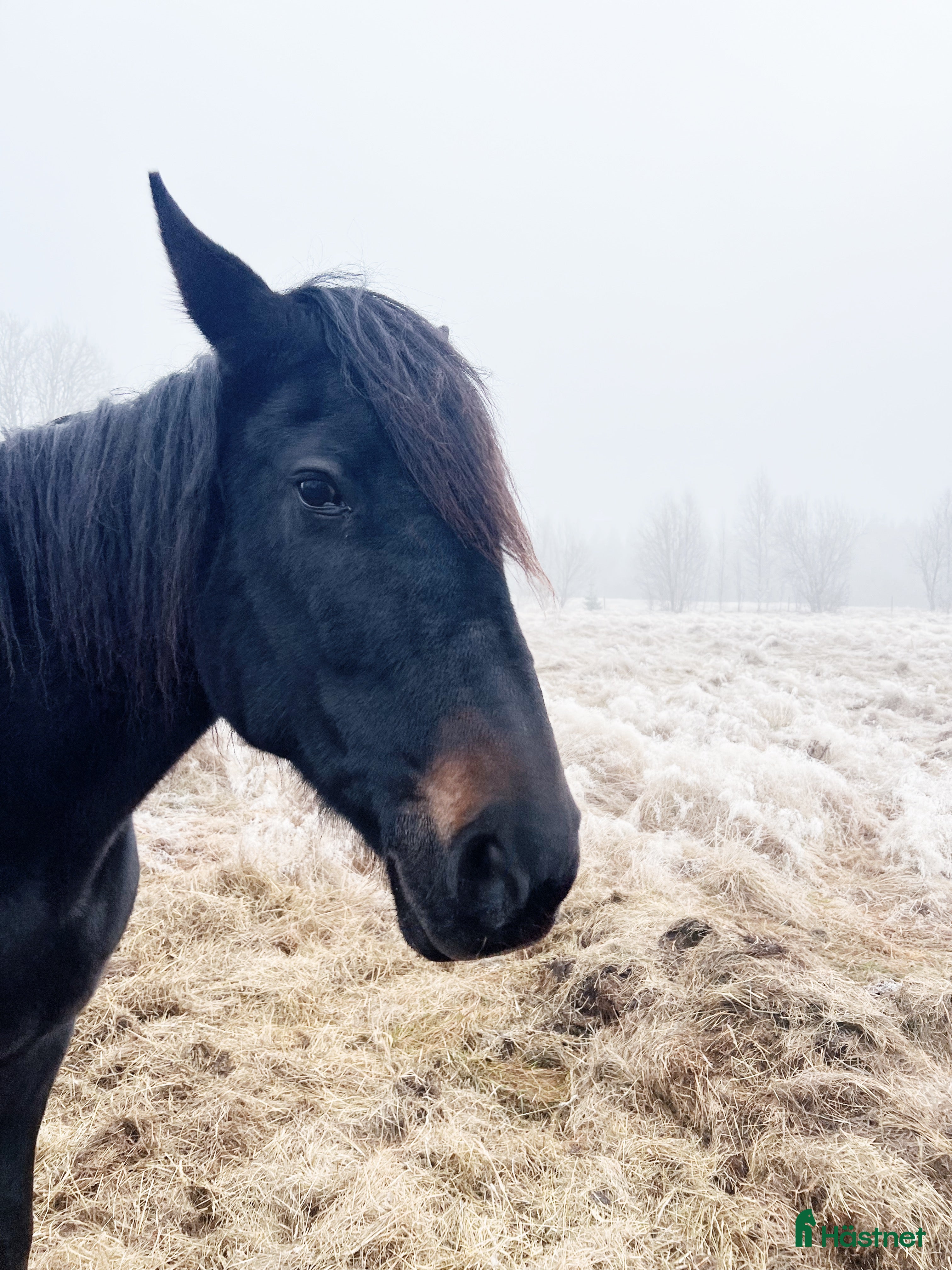  hästar Adams Mertensia  i Åseda - Annons 17