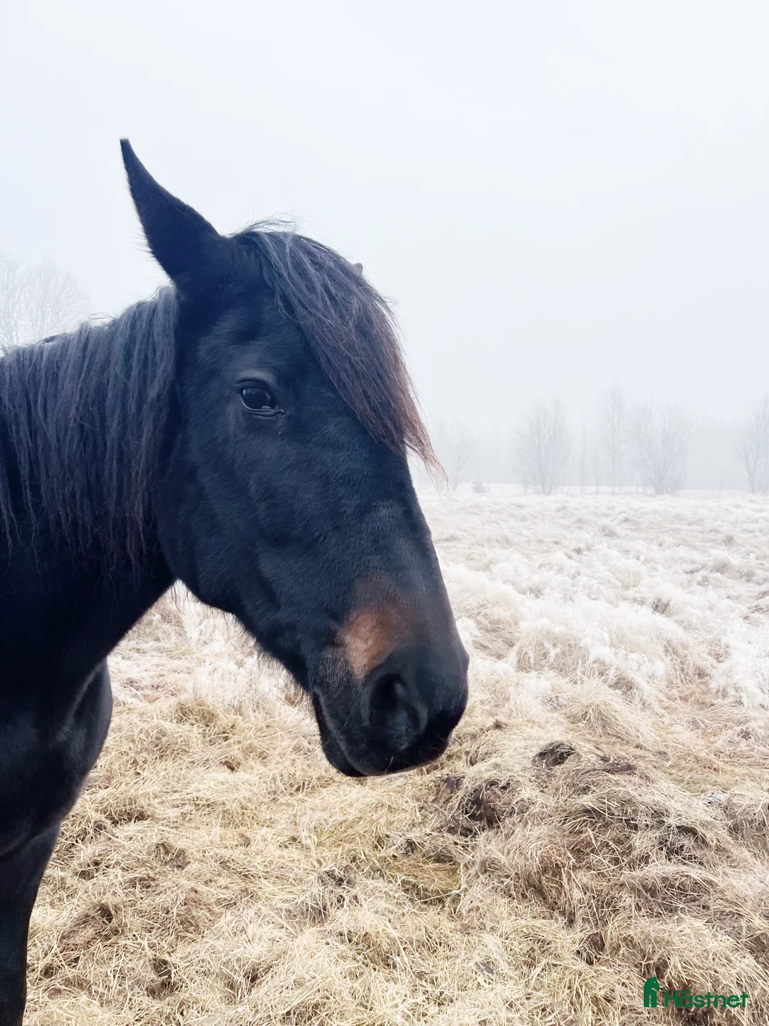 Allround hästar till salu: Adams Mertensia  i Åseda - Annons 1