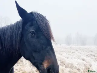 hästar Adams Mertensia i Åseda - Annons 17