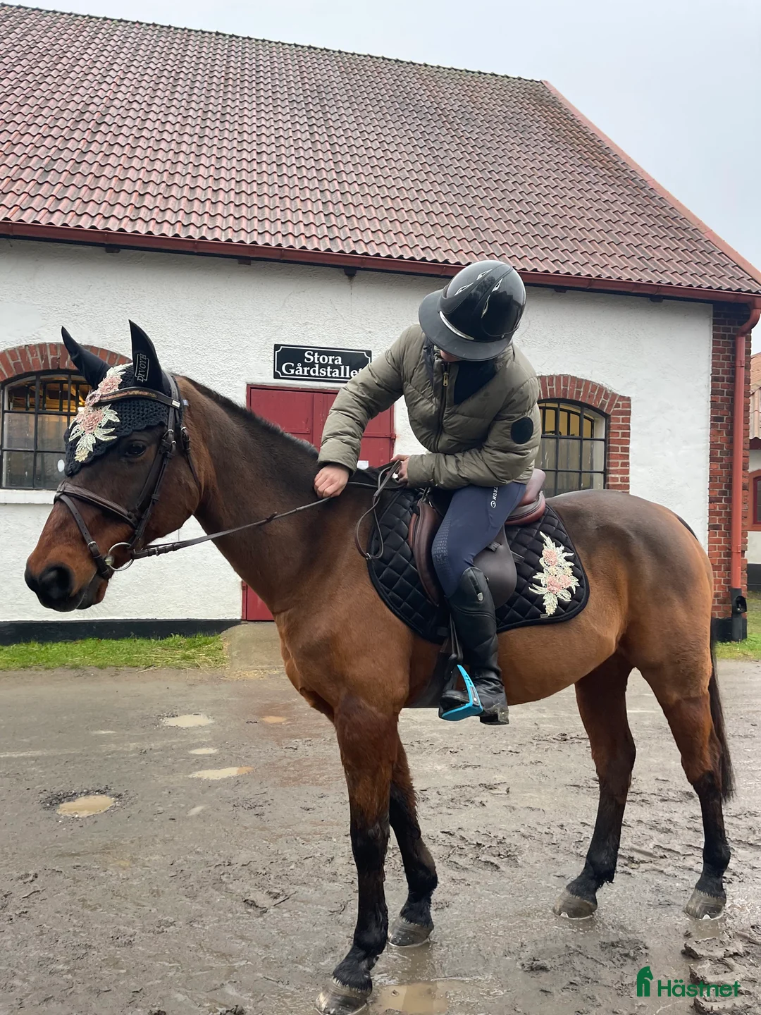 Allround hästar till salu: Bästa kompis🌸 i Svedala - Annons 3