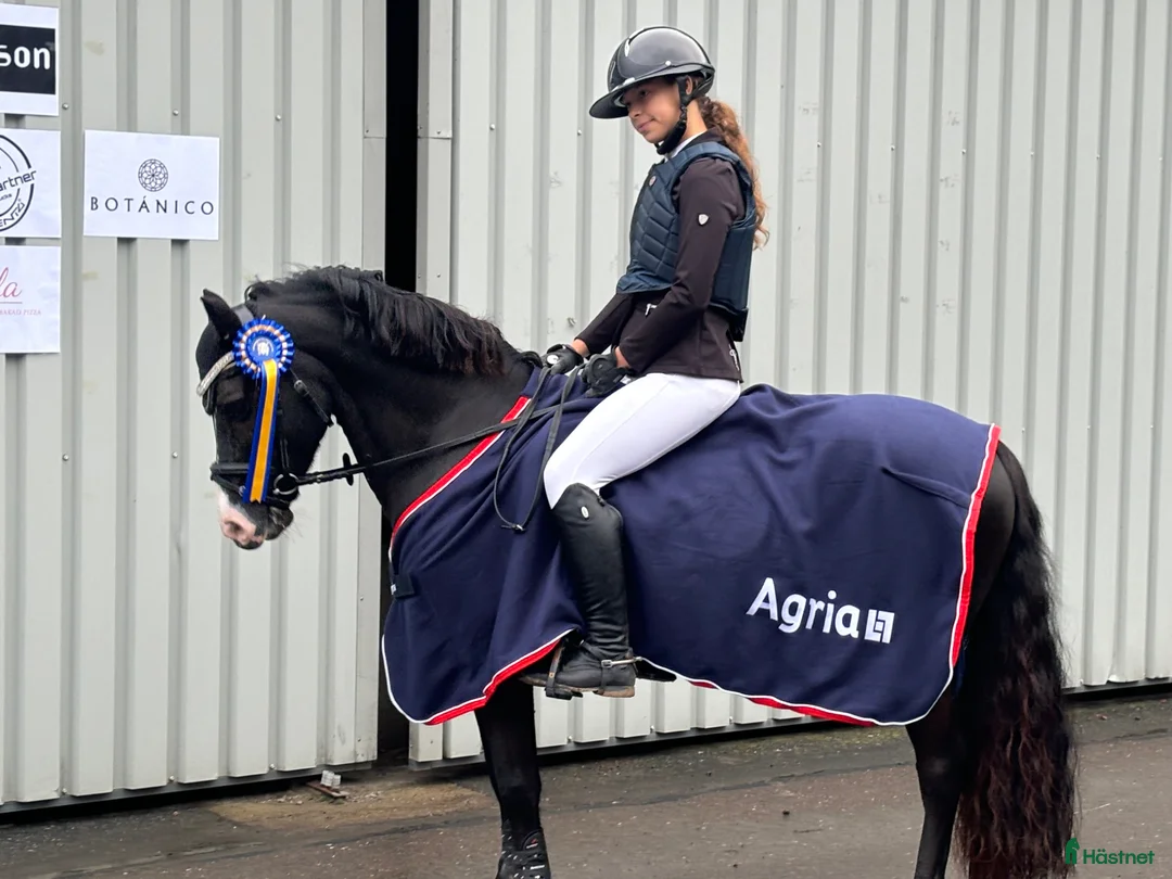 Hoppning hästar till salu: Maxad b-ponny säljes!  - Annons 1