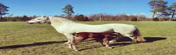 Allround hästar till salu: Welsh Mountain-sto i Ingelstad - Annons 5