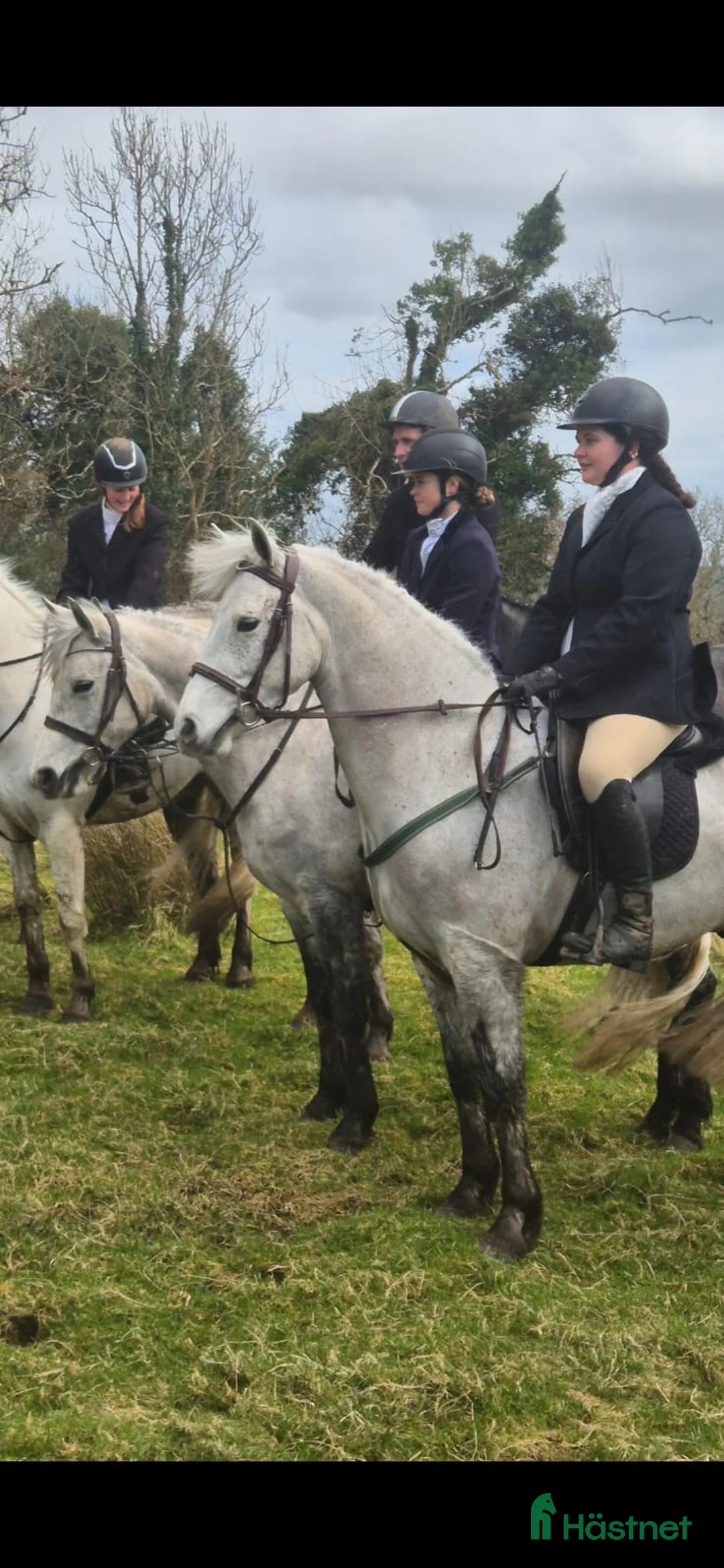 Allround hästar till salu: Oversize Connemara geldings  - Annons 16