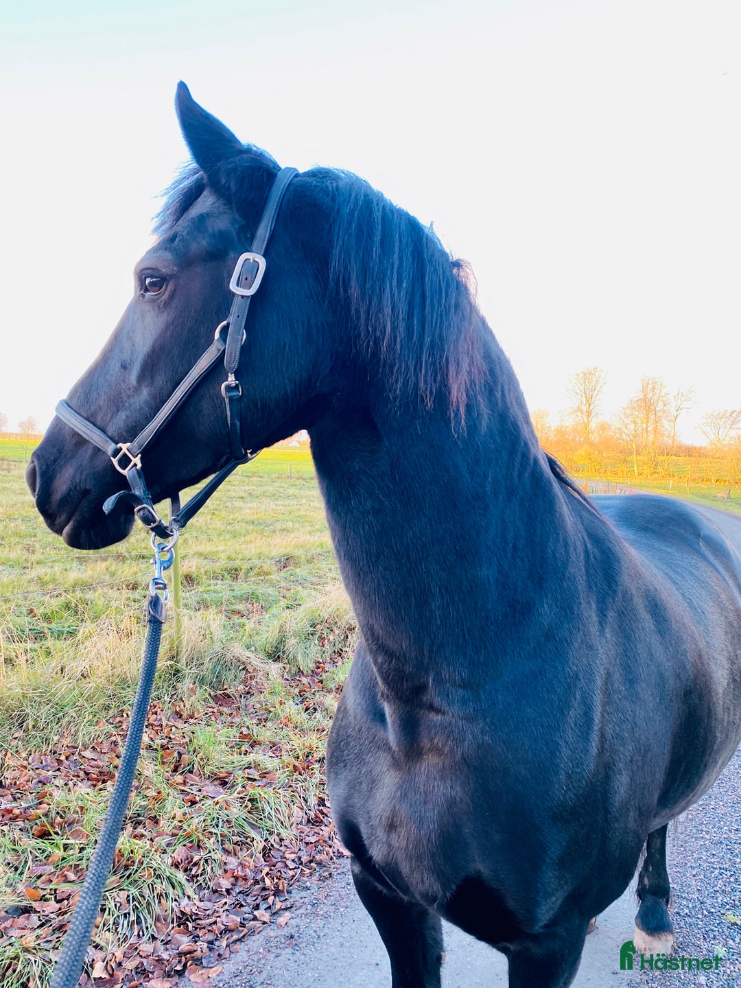Dressyr hästar till salu: Frieser hingst KFPS i Löberöd - Bild 7