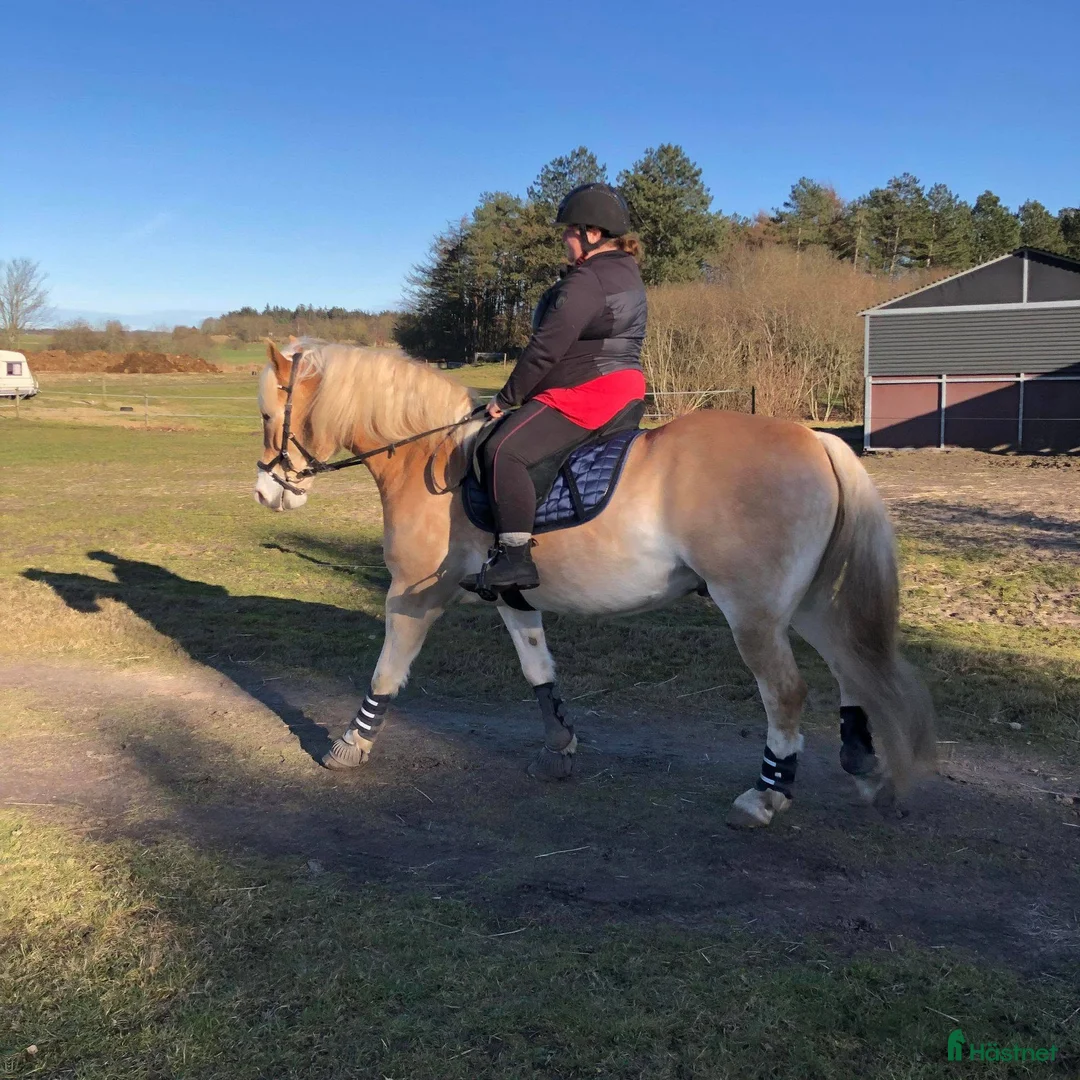 Allround hästar till salu: Purebred Haflinger horse with full EU pedigree - Annons 2