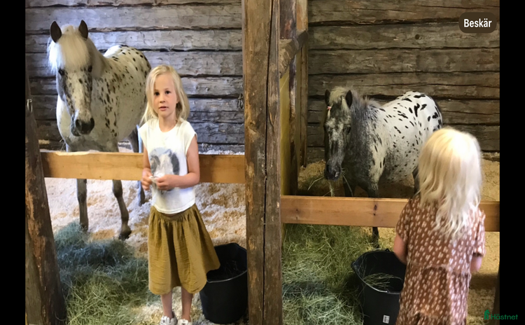  hästar i Gällivare - Annons 14