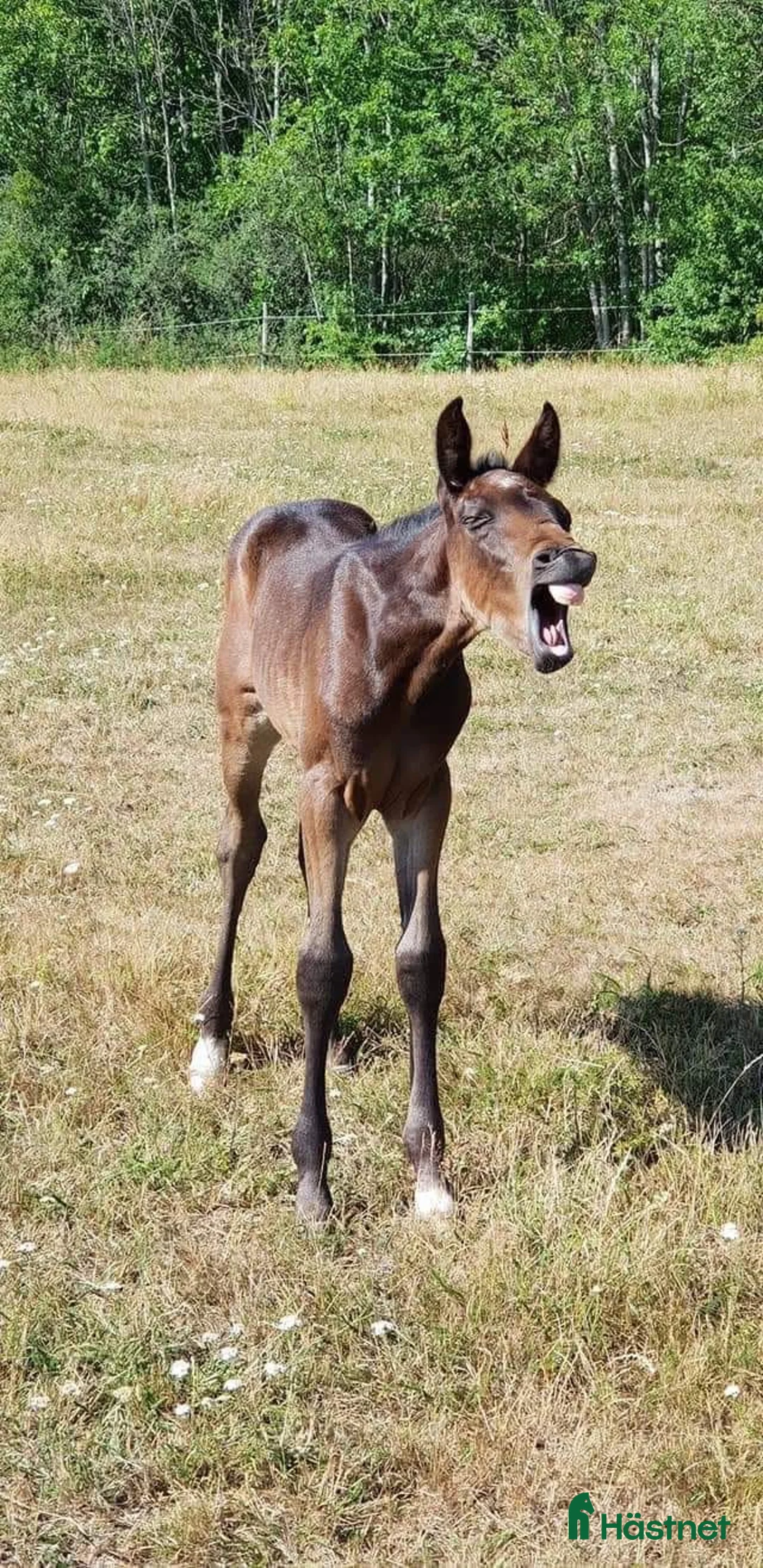  stallplats finnes: Ledig stallplats på Ekerö i Ekerö - Annons 1
