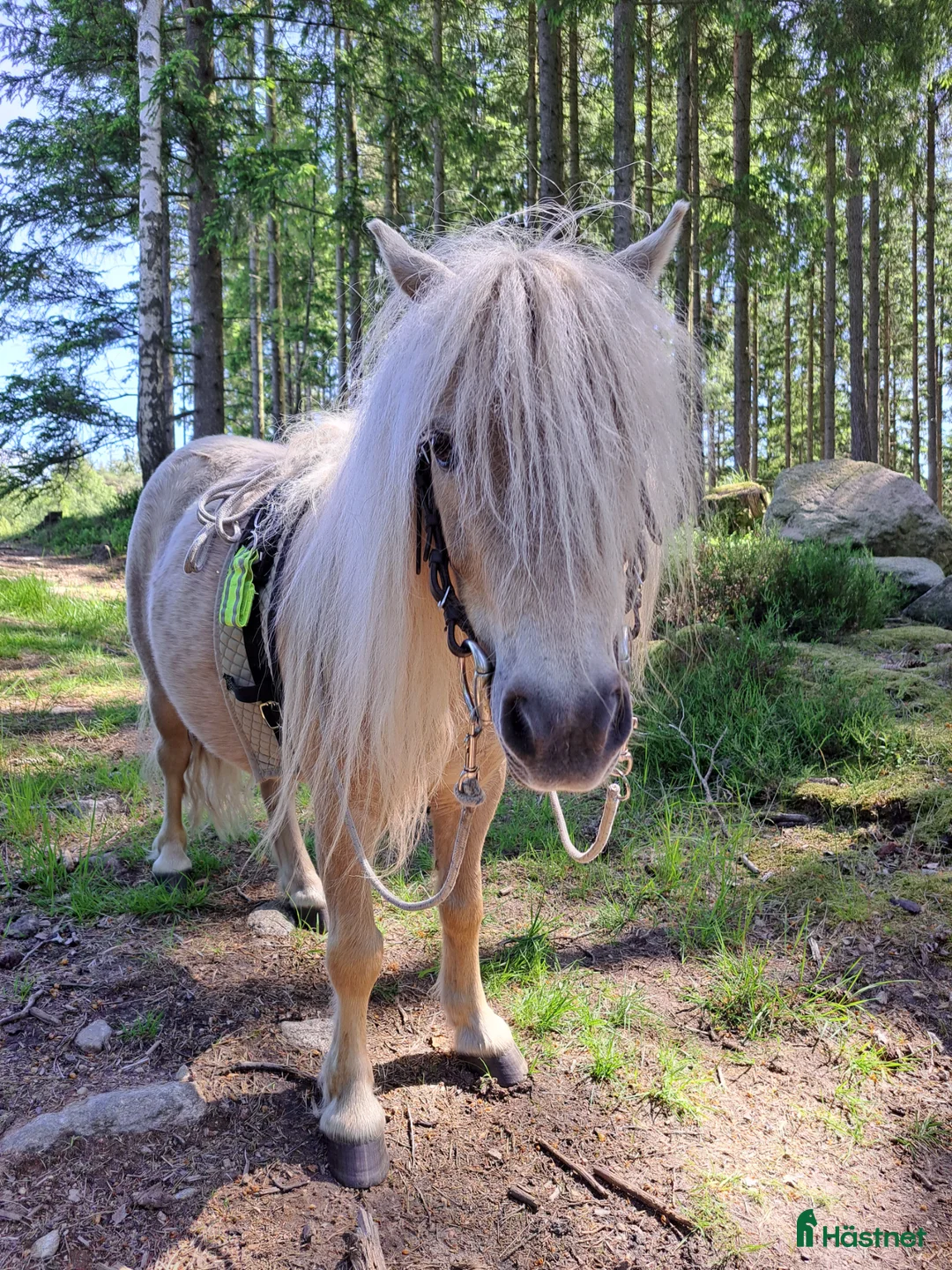 Övrigt hästar till salu: Inkörd "stor" minishetland - Annons 1