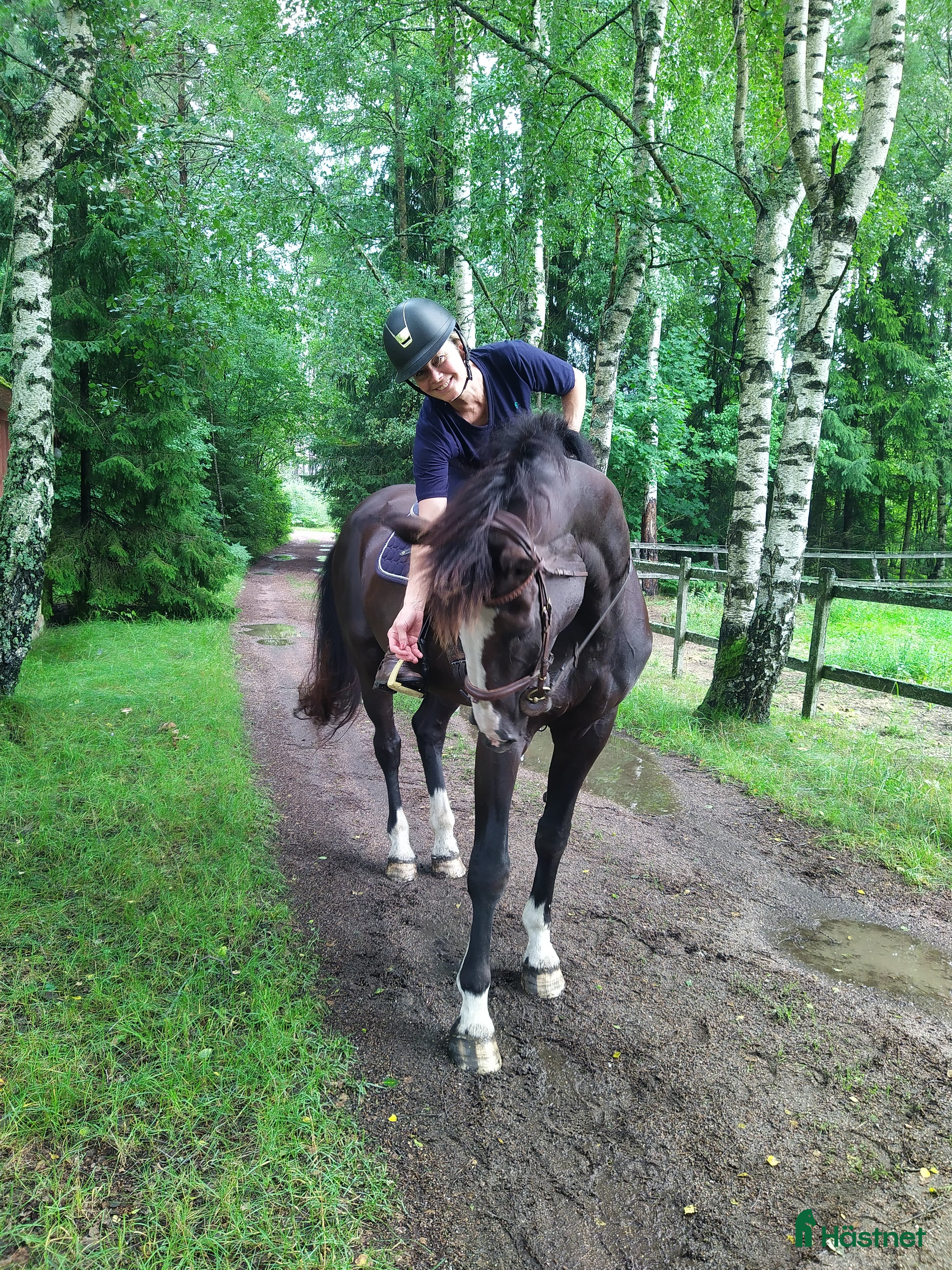  medryttarhäst finnes: Medryttare till tidigare Grand Prixhäst  i Björklinge - Annons 10