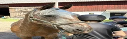Allround hästar till salu: Läromästare och gentleman - Annons 1