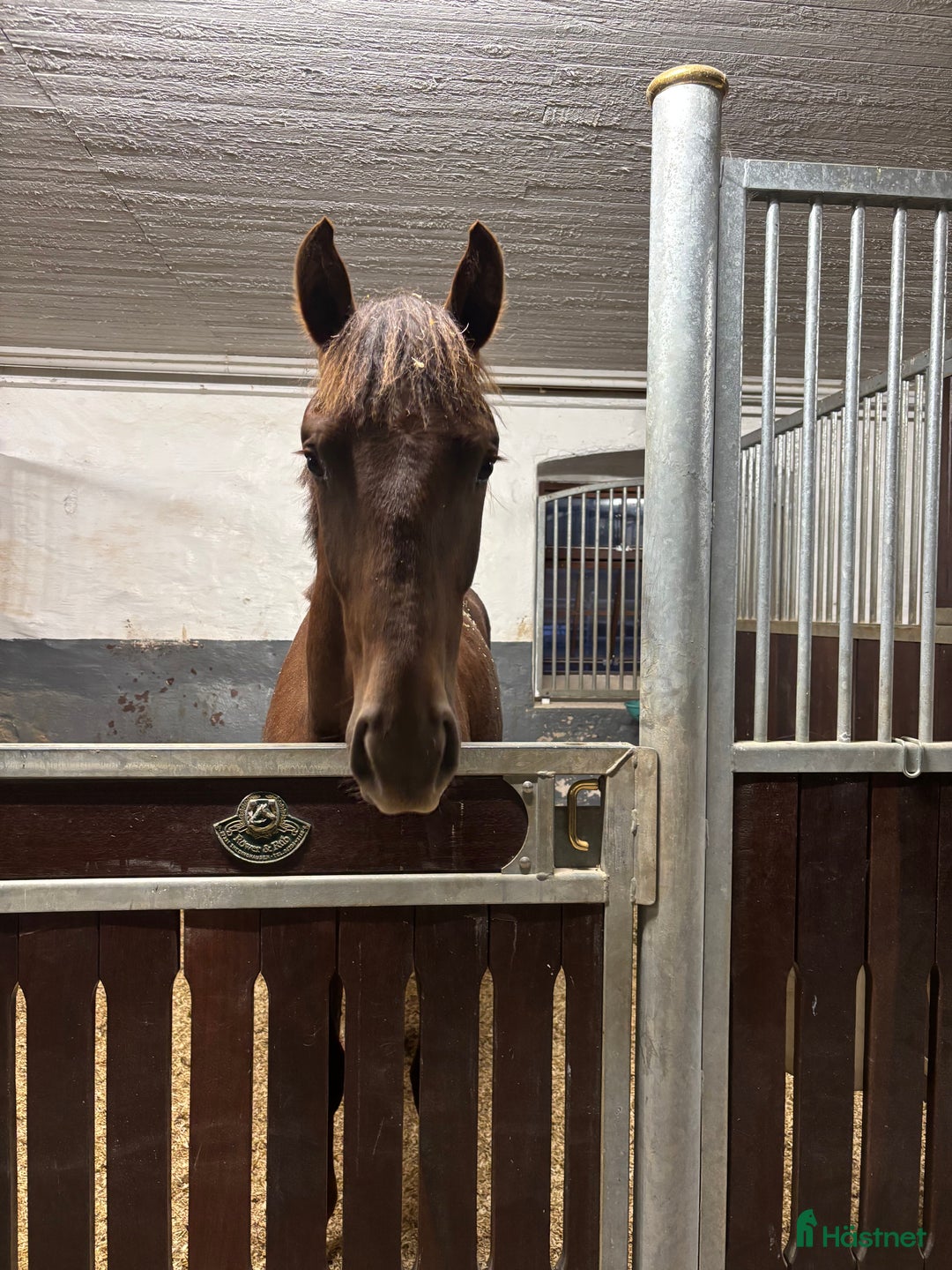 Dressyr hästar till salu: Ädel 1 års hingst i Katrineholm - Annons 2