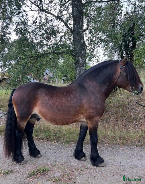  hästar Nordsvensk hingst – River, född 2013 - Annons 17
