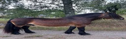 Allround hästar till salu: Nordsvensk hingst – River, född 2013 i Örebro - Annons 1