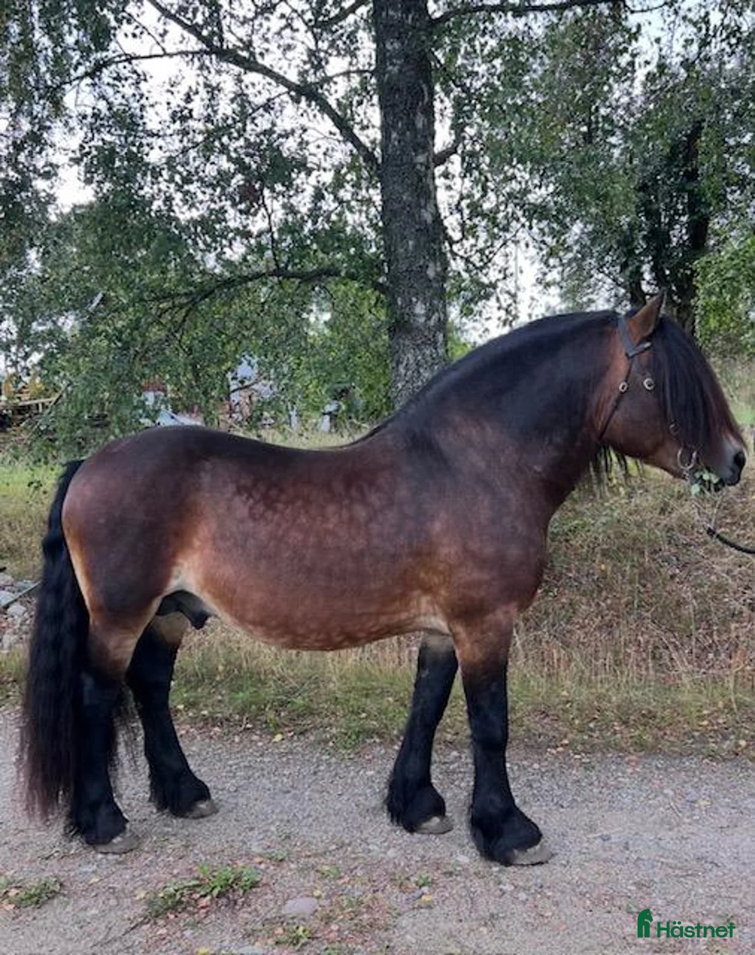 Allround hästar till salu: Nordsvensk hingst – River, född 2013 i Örebro - Annons 1