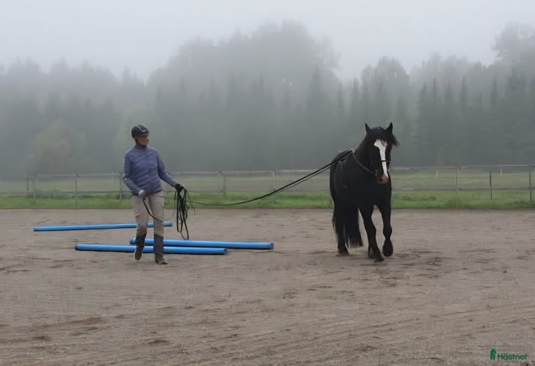Allround hästar till salu: Fin kallblodsvalack i Sala - Annons 4