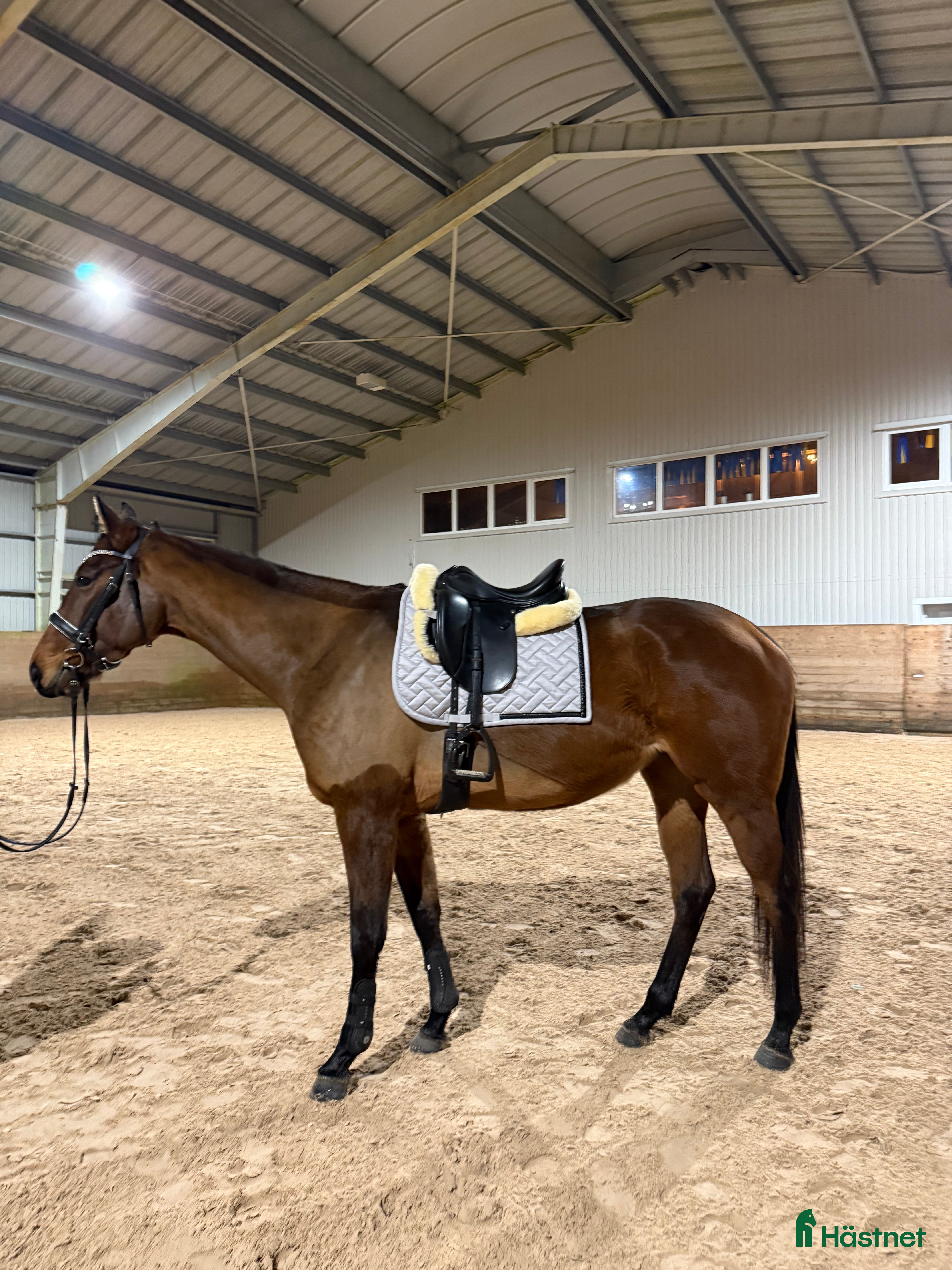  hästar RESERVERAD- Världens bästa unghäst söker hem - Annons 6