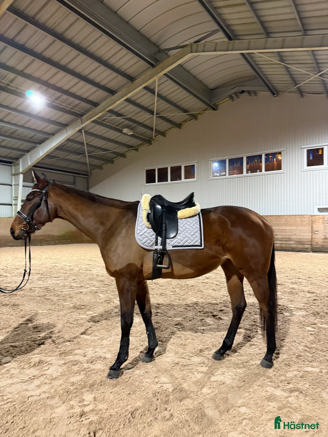 Allround hästar till salu: RESERVERAD- Världens bästa unghäst söker hem - Annons 1