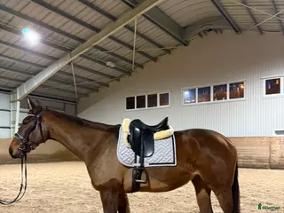 hästar RESERVERAD- Världens bästa unghäst söker hem - Annons 6