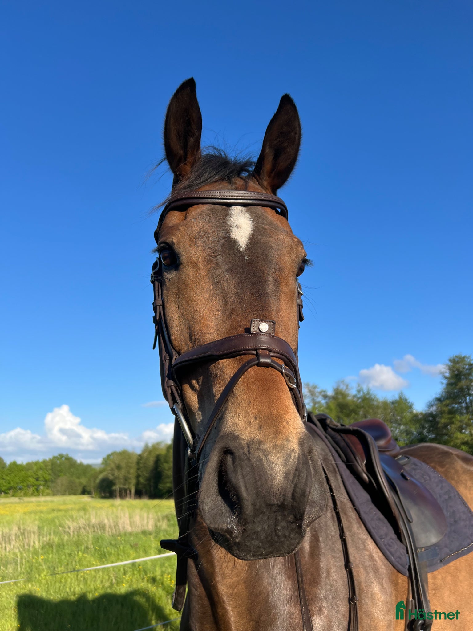  hästar Trevlig, välutbildad hopphäst - Annons 19