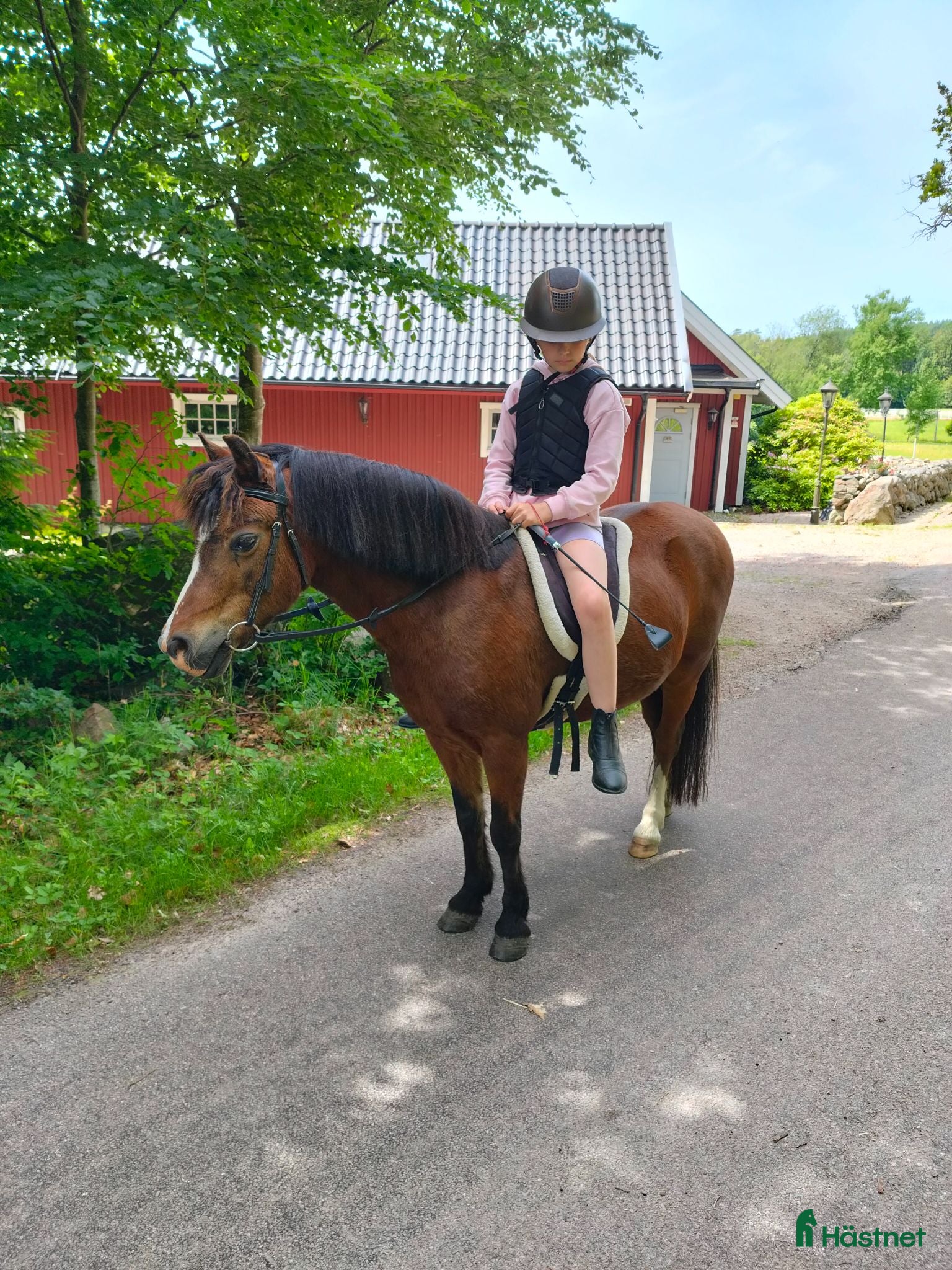  hästar Nero söker nytt hem - Annons 18