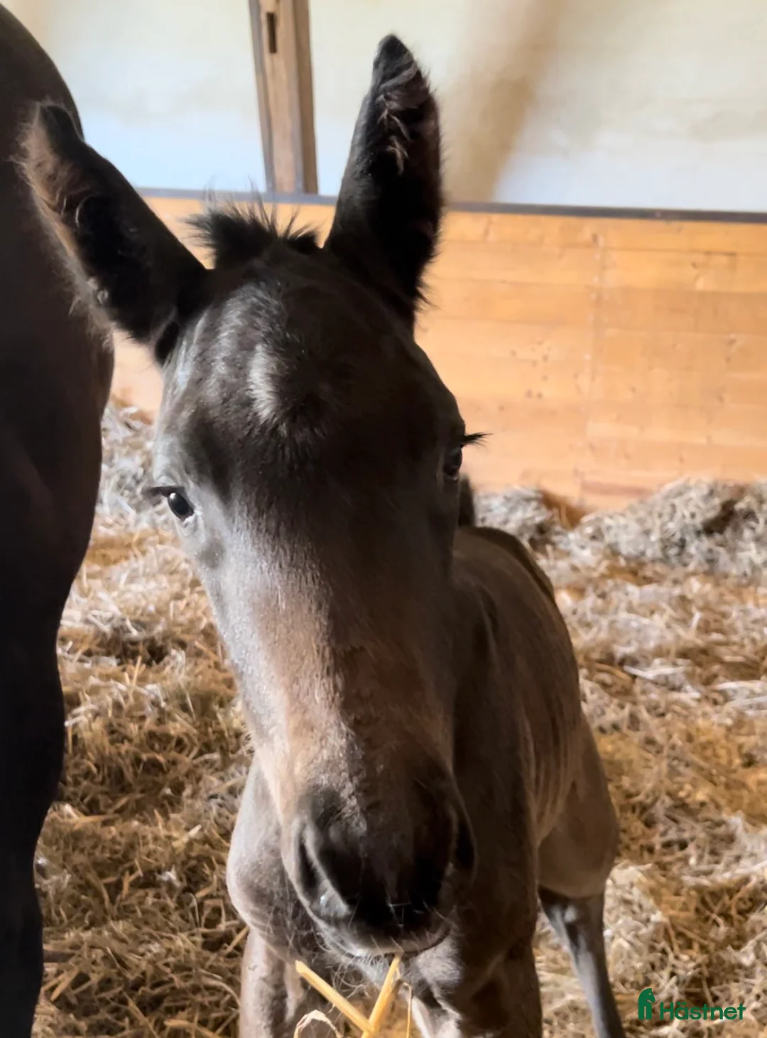 Dressyr hästar till salu: Snart 2-årig valack med fina gångarter i Jonstorp - Annons 3