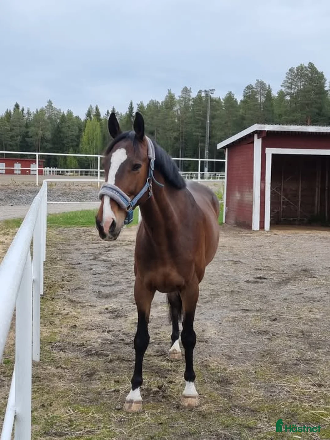 Allround hästar till salu: Trevlig allround valack  - Annons 1