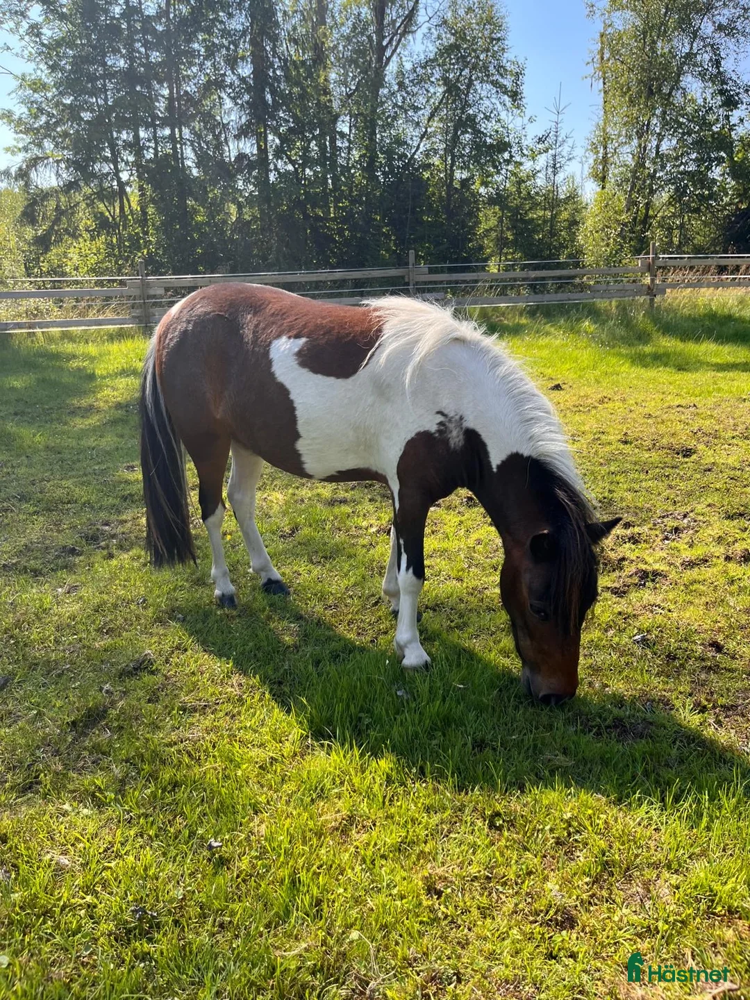 Allround hästar till salu: Två jätte söta miniatyrhästar  - Annons 14