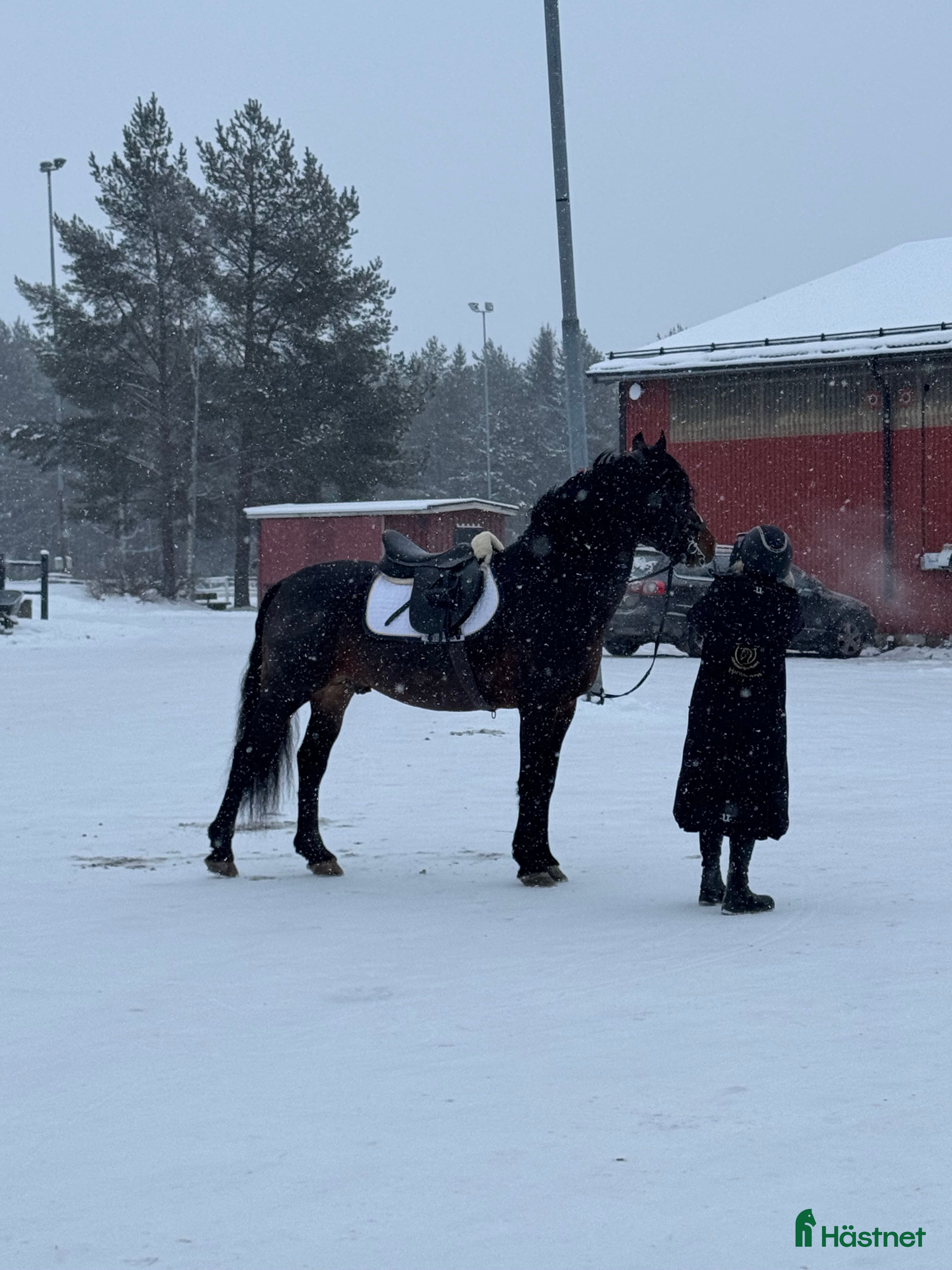  hästar Riktig gentleman säljes! - Annons 3