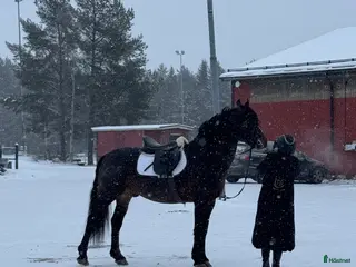 hästar Riktig gentleman säljes! - Annons 3