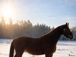 hästar Framtids stjärna - Annons 4