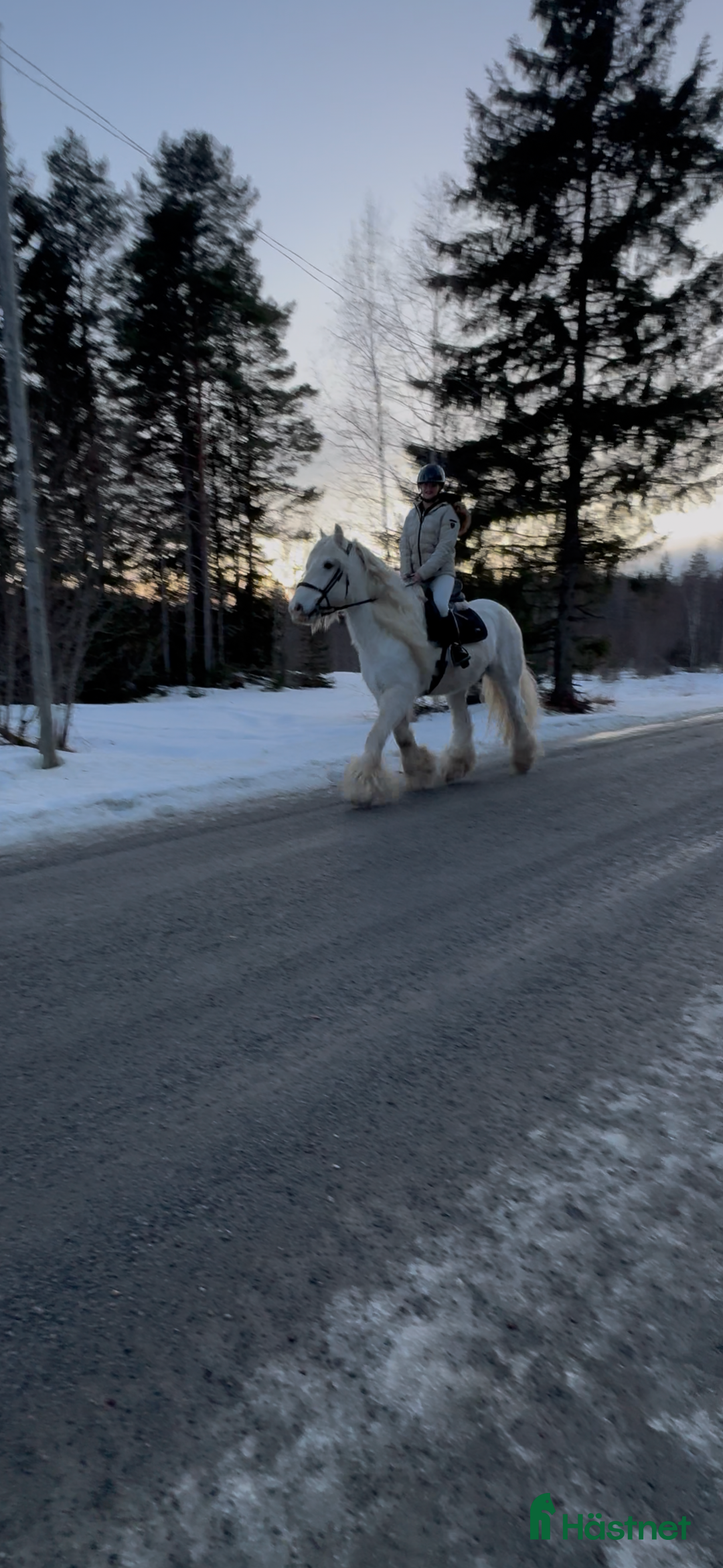 Allround hästar till salu: Drömhäst  i Ljungaverk - Annons 12