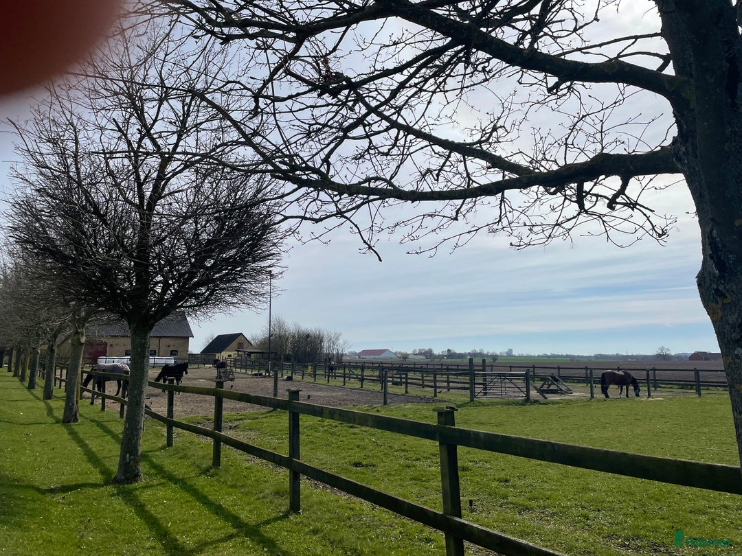  stallplats finnes: Boxplats ledig - Lund (Vallkärra) i Lund - Annons 1
