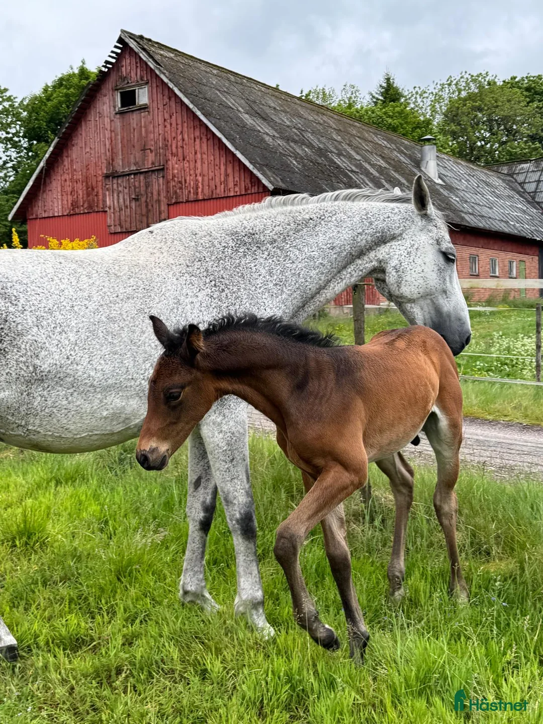 Hoppning hästar till salu: Fantastic Colt for Sale – by Hardrock Z x Indoctro i Ullared - Annons 10