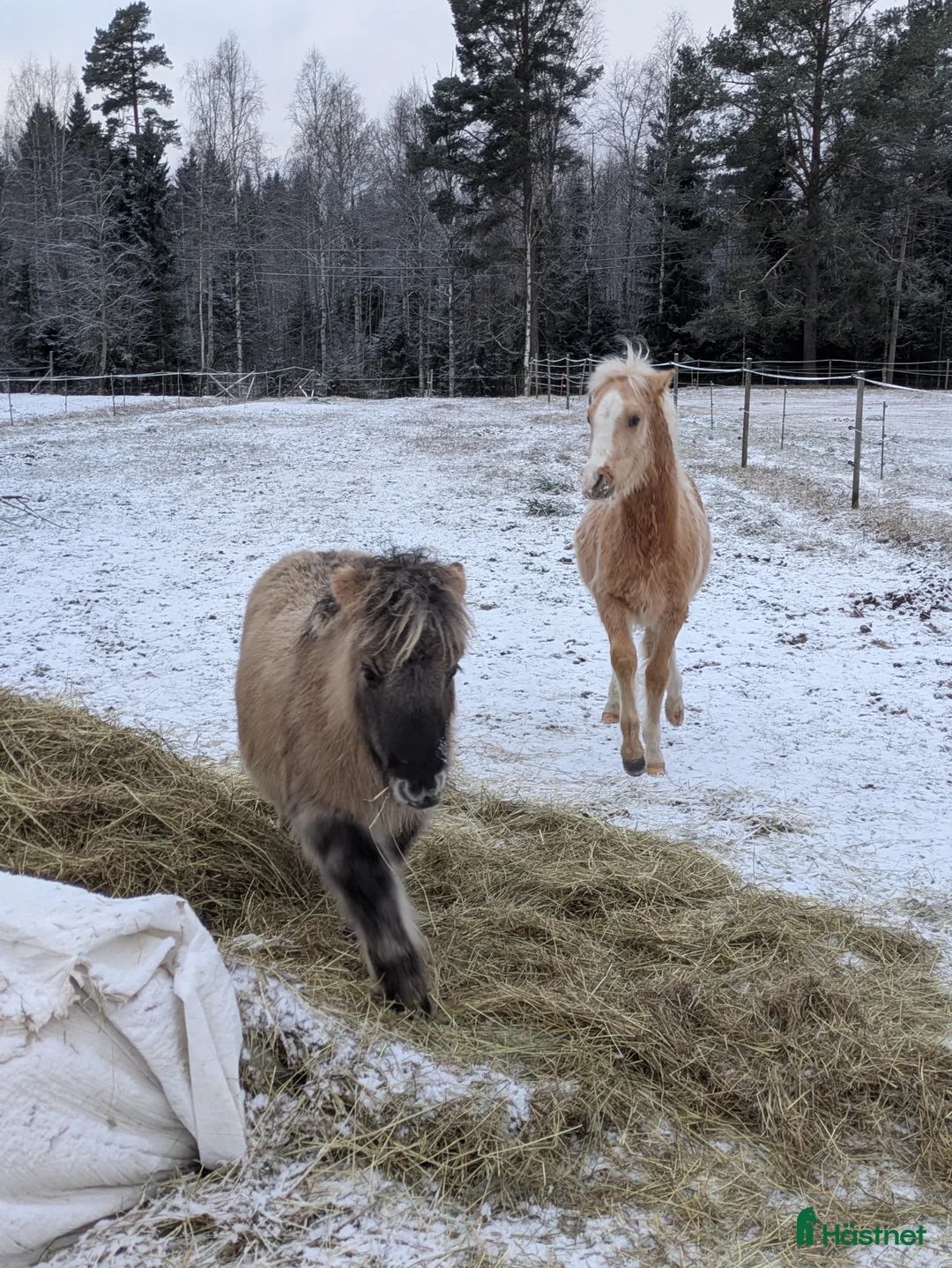 Allround hästar till salu: Härlig kille. i Edsbyn - Annons 2