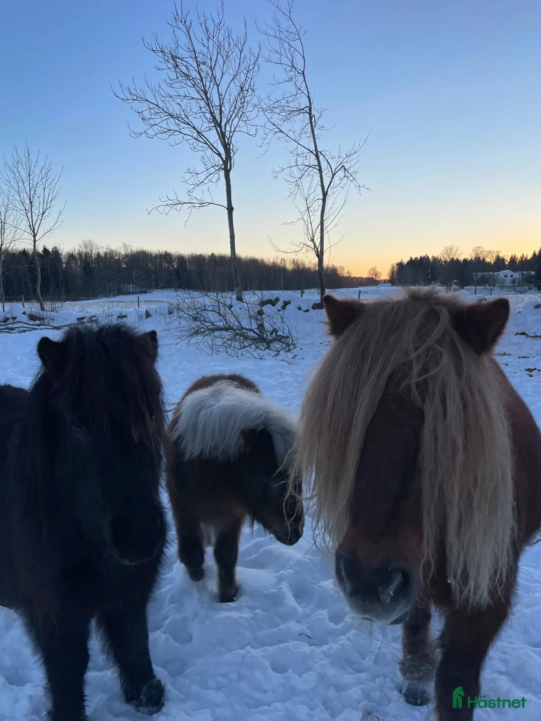  medryttarhäst finnes: Gillar du trickträning och jobba från marken? i Nossebro - Annons 4
