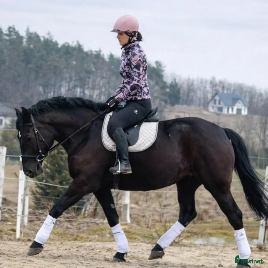 Allround hästar till salu: Lovely allrounder with the kindest temperament - Annons 1