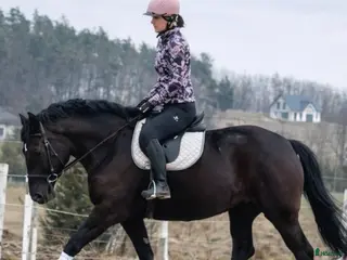 hästar Lovely allrounder with the kindest temperament - Annons 3