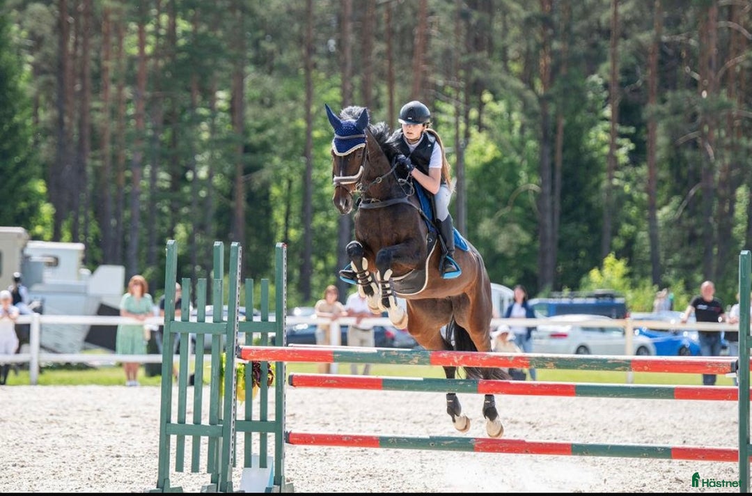Hoppning hästar till salu: Fantastisk tävlingshäst i Borås - Annons 1