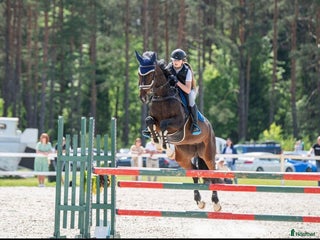 hästar Fantastisk tävlingshäst i Borås - Annons 2