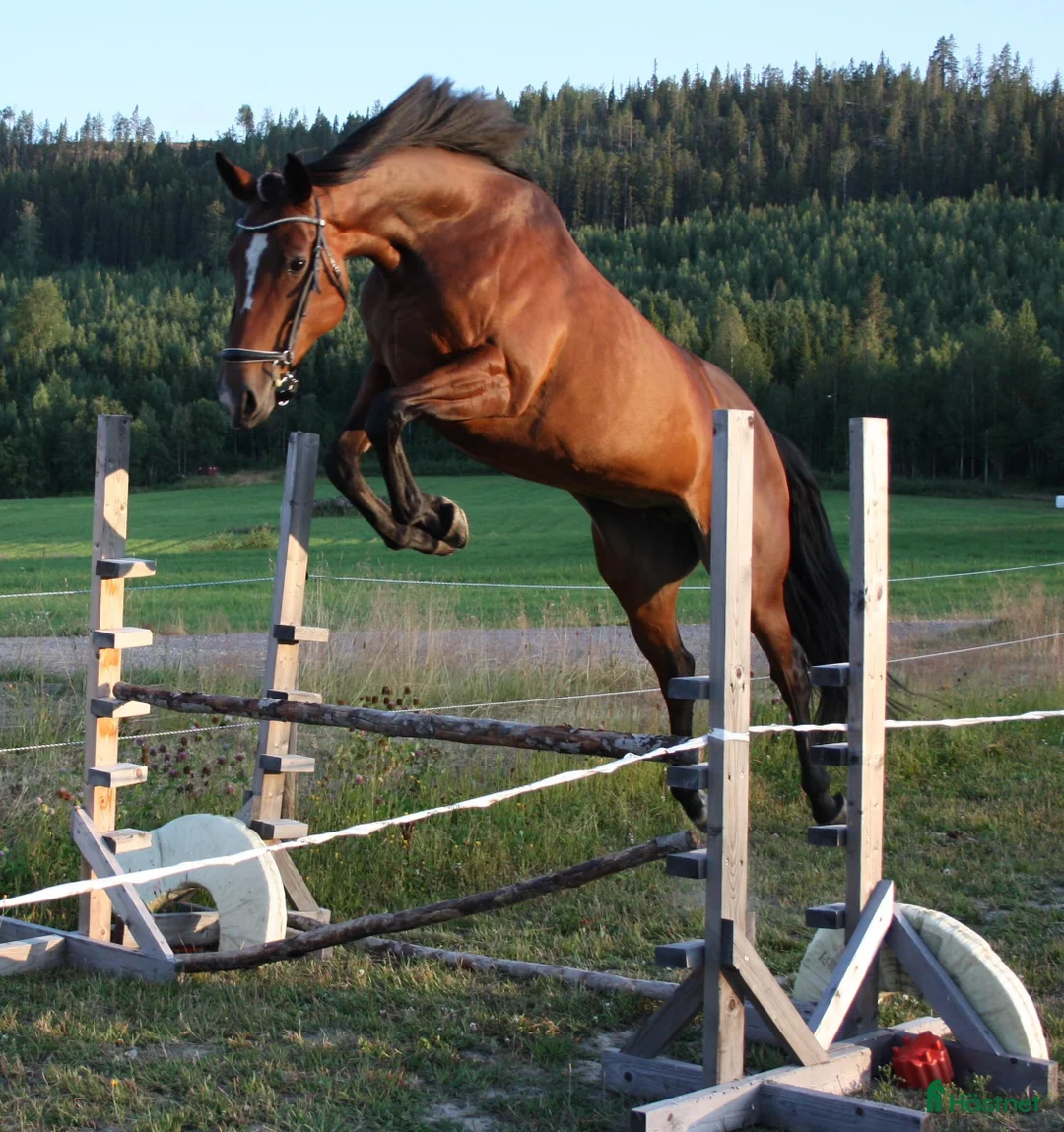 Allround hästar till salu: Sällskap/rid/avel i Rengsjö - Annons 1
