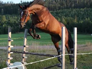 Allround hästar till salu: Sällskap/rid/avel i Rengsjö - Annons 2