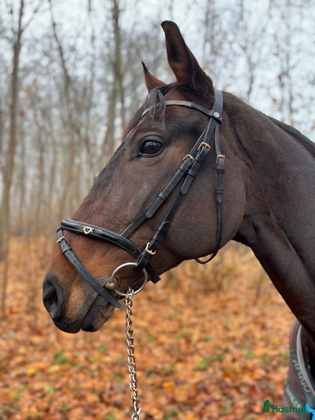 Träns hästutrustning till salu: Svart Claridge house träns  i Flyinge - Annons 1