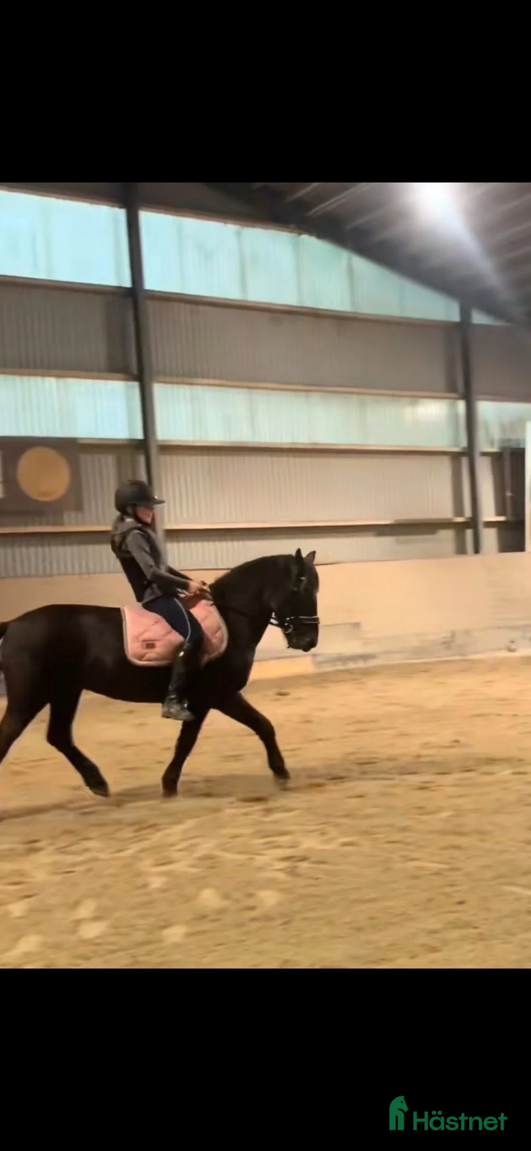 Allround hästar till salu: Vår underbara Spirit söker kärleksfullt hem  - Annons 7