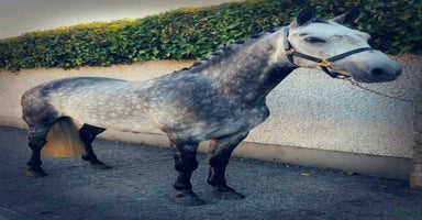  hästar i Sollebrunn - Annons 13