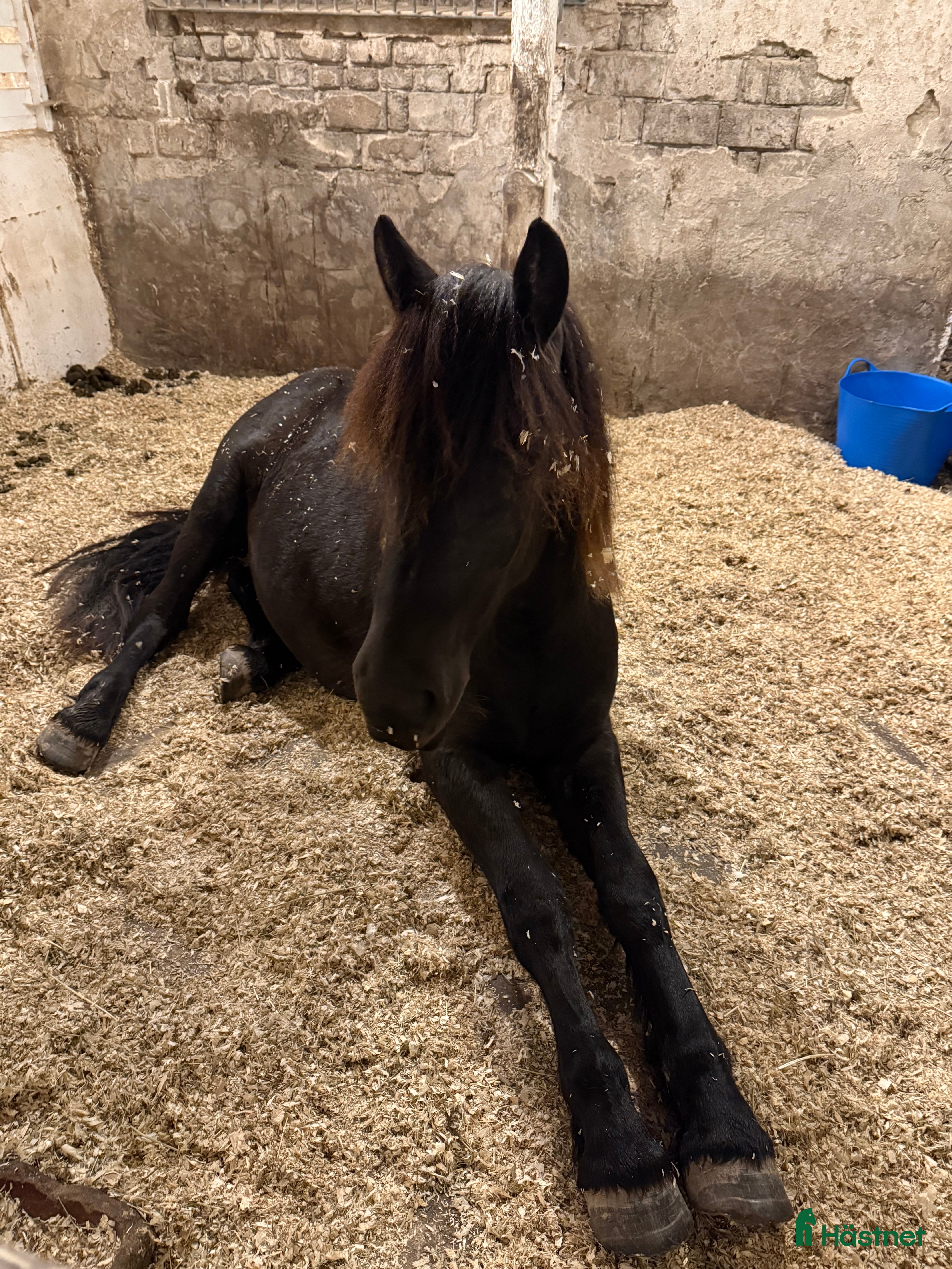  hästar Snygg Nordsvensk (tingad till 6/12) i Grästorp - Annons 1