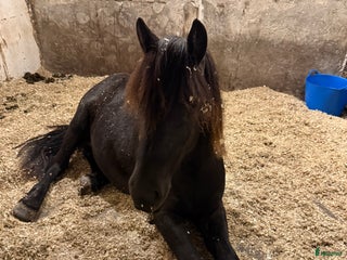 hästar Snygg Nordsvensk (tingad till 6/12) i Grästorp - Annons 15