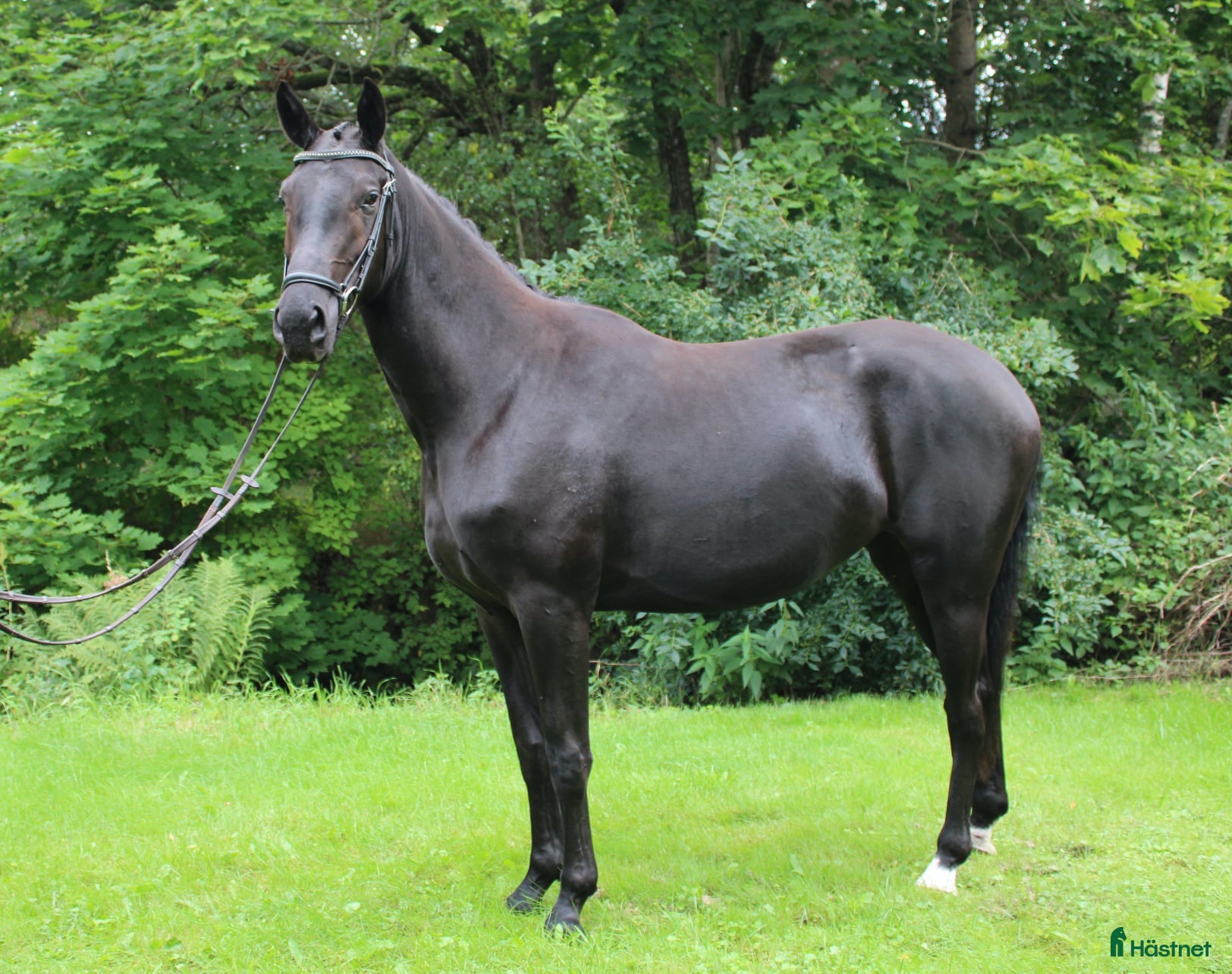  hästar Underbart Swb sto   - Annons 2