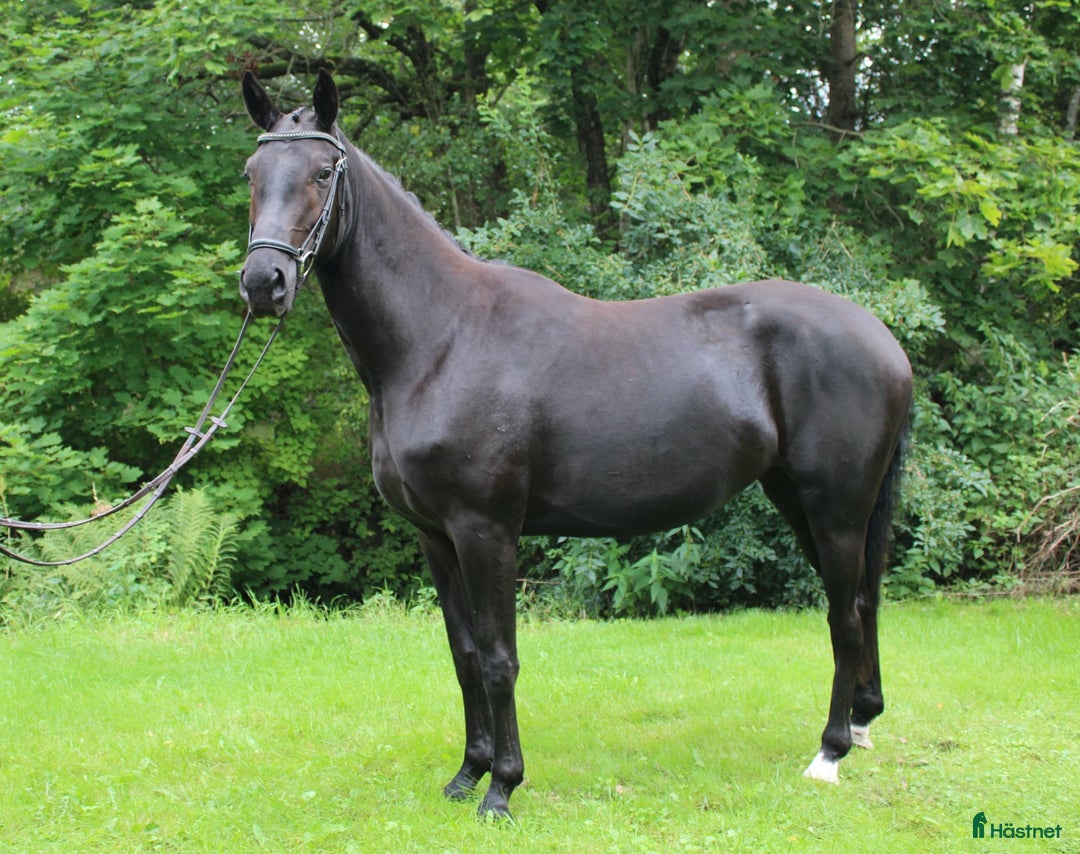 Dressyr hästar till salu: Underbart Swb sto   i Hörby - Annons 1